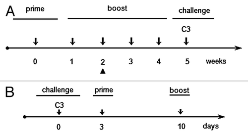 Figure 4. Prime/boost schedule for preventive or therapeutic immunizations. Five mice per group were used in both immunization schedules. (A) Preventive immunization schedule; the arrowhead (▲) indicates the day of blood sampling for ELISA test. (B) Therapeutic immunization schedule.