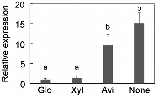 Fig. 6. Expression of dppIV under the 1% (w/v) glucose (Glc), 1% (w/v) xylose (Xyl), 1% (w/v) Avicel (Avi), and no carbon (None) conditions in MR12.