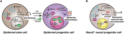 Figure 4. Dynamic tRNA methylation impacts tRF biogenesis and directs stem cell fate. (A) Nsun2 and Dnmt2-mediated m5C protects tRNAs from angiogenin cleavage. Low levels of NSUN2 in mouse and human epidermal stem cells lead to accumulation of tiRNAs that repress protein synthesis. Conversely, epidermal progenitors up-regulate Nsun2 to inhibit angiogenic-mediated tRNA cleavage and promote epidermal differentiation. (B) Nsun2-depletion leads to neurological disorders caused by accumulation of stress-induced tiRNAs in vivo. Nsun2-deficient neuronal cells display increased stress granules assembly, reduced size and impaired maturation. These defects are specifically rescued by angiogenin inhibition that reduces tiRNA levels in these cells.