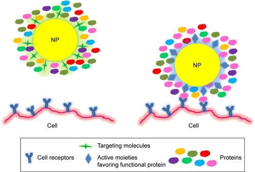 Figure 3 New targeting strategy for NP design to cells using different surface-modified ligands.Notes: Left: Adsorbed proteins hinder targeting ligands conjugated on the NP surface. Right: Surface-modified NPs favor functional proteins, which direct NPs to the desired cell.Abbreviation: NP, nanoparticle.