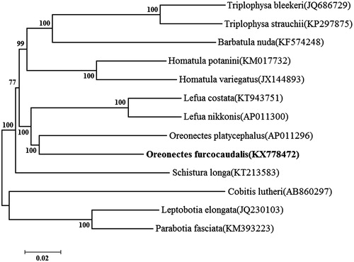 Figure 1. Neighbour-joining phylogenetic tree based on the mitochondrial genome of O. furcocaudalis and other 12 affinis fishes using MEGA 6.06. Cobitis lutheri served as an outgroup species.