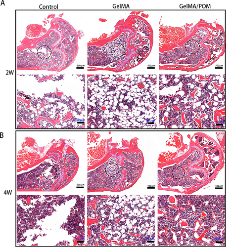 Figure 7 Histomorphological analysis of newly formed tissue by hematoxylin-eosin staining. Images of HE staining in the distal femur defect area at 2 weeks (A) and 4 weeks (B) postoperatively.