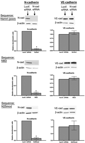 Figure 2.  VE-cadherin levels in HUVECs are maintained in the absence of N-cadherin. Top panels: siRNA sequences targeting either luciferase (lucif. siRNA) or N-cadherin (Nsmrt, N6D, or N25mod) were delivered into HUVECs via electroporation, and cells were plated at confluence. Immunoblot analysis for N-cadherin (left), VE-cadherin (right), and β-actin was carried out 48 h after plating. Densitometric analysis of immunoblots is shown below. Values for N-cadherin and VE-cadherin are normalized to β-actin and are expressed relative to luciferase control (mean±SEM; minimum n=3, for N6D p<.0001, N25mod p=.0024, Nsmrt p<.0001). N6D: individual chemically modified sequence purchased from Dharmacon. Nsmrt: N-cadherin siGENOME Smartpools (unmodified) purchased from Dharmacon. N25mod: individual sequence purchased from Ambion, subsequently chemically modified by Dharmacon.