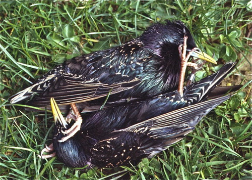 Figure 1 Corpses of two starlings that killed each other. ‘[W]hen two army corps may mutually annihilate each other in a second, probably all civilised nations will recoil with horror and disband their troops’ (Alfred Nobel, Citation1892).