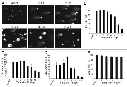 Figure 6. Analysis of DNA breaks persistence in E1A + E1B cells. (A) Untreated and irradiated cells were subjected to single-cell gel electrophoresis at the indicated time intervals after exposure to IR. Magnification 10 × 20. (B) Quantification of percentage of cells with DNA breaks in untreated and irradiated cells. Measurement of comet tail length (C), and comet tail moment (D), performed with CaspLab software. (E) Quantification of percentage of viable cells based on acridin orange and ethidium bromide staining. Mean data with standard deviation are shown for (B–E).
