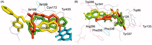 Figure 10. (A) Superimposed binding mode of lead 2-amino-5-nitrothiazole derived semicarbazone (compound 4, orange) originally docked with our previously reported lead inhibitors (i) and (ii) (yellow and green, respectively) within the MAO-B active site. (B) Superimposed binding mode of lead 2-amino-5-nitrothiazole derived semicarbazone (compound 21, orange) originally docked with our previously obtained lead inhibitors (ii) and (v) (green and yellow, respectively).