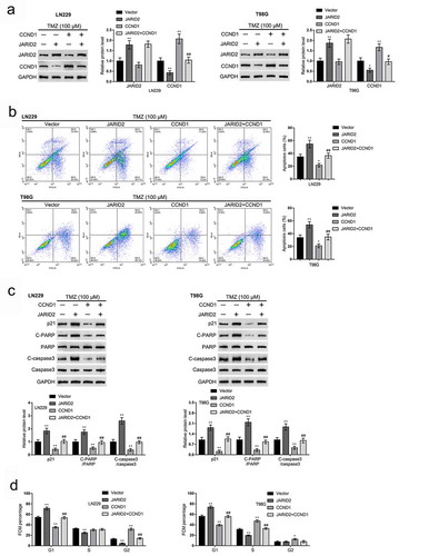 Figure 5. Dynamic effects of the JARID2/CCND1 axis on glioma cell response to TMZ treatment. LN229 and T98G cells were co-transfected with JARID2 and CCND1-overexpressing vector, exposed to 100 μM TMZ, and examined for the protein levels of JARID2 and CCND1 by immunoblotting (a); cell apoptosis by flow cytometry (b); the protein levels of p21, cleaved-PARP, PARP, cleaved-caspase3, and caspase3 by immunoblotting (c). LN229 and T98G cells were only transfected with JARID2 or/and CCND1-overexpressing vector and examined for cell cycle by flow cytometry (d). **P < 0.01, ##P < 0.01