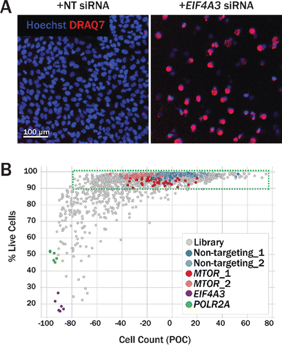 Figure 3. Secondary imaging assay to assess cell viability. (A) DRAQ7, a fluorescent DNA dye that only stains nuclei in dead and permeabilized cells, was used to assess the effect of protein knockdown on cell viability. U2OS cells transfected with nontargeting siRNA (left) show a low percentage of DRAQ7+ cells (red), while cells transfected with siRNA targeting the essential gene EIF4A3 both decrease in count and in viability (right). (B) Gene-level hits from the primary screen were profiled in a DRAQ7 viability assay. Where possible, new sequences were used for each gene to avoid biased seeds identified in common seed analysis. Viability was assessed in both U2OS (shown here) and H4 (not shown) cells. For each siRNA tested, the percentage of live cells (Hoechst+ DRAQ7−) is plotted against the total cell count (Hoechst+). Nontargeting siRNA (blue, light blue) had little effect on cell viability. Upon MTOR knockdown (red, pink), wells maintained a high percentage of live cells, but did, however, contain fewer cells relative to nontargeting siRNA, suggesting a reduction in cell proliferation in this condition. Knockdown of essential genes POLR2A (green) and EIF4A3 (purple) reduced both cell count and the percentage of live cells, as expected.