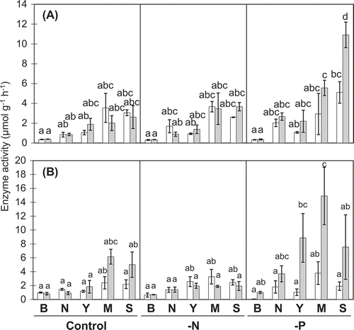 Figure 1. Acid phosphatase (A) and alkaline phosphatase (B) activities in rhizosphere soils.White and gray bars, respectively, show data for 27 and 41 DAT. B, N, Y, M, and S, respectively, stand for bulk soil, and rhizosphere soils for normal roots, young, mature, and senescent cluster roots. Values represent means of three replicates ± SE. Different letters denote significant differences (P ≤ 0.05).