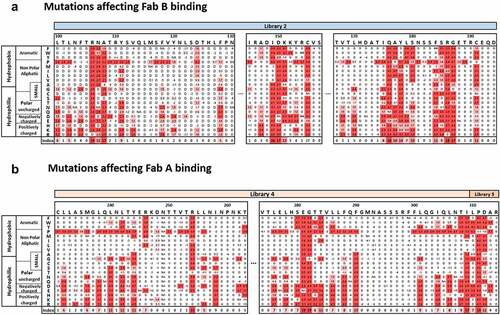 Figure 3. Deep Mutational Scanning epitope maps of Fabs A and B NGS-based heatmaps represent the enrichment scores of hLAMP-1 single mutants after functional sorting in FACS using Fab B (a) and Fab A (b) as bait. Enrichment score is a log2 function of the frequency fold-change between sorted and unsorted hLAMP-1 yeast populations for a given amino acid substitution. The corresponding table is colored in red for enriched mutations. The index is set as the number of substitutions with an enrichment score higher than 2.