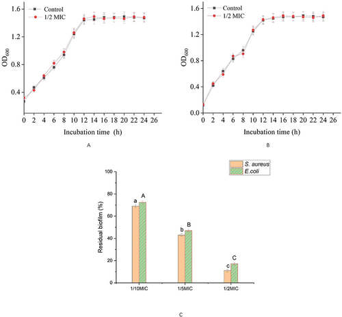 Figure 1 Effect of A7G on bacterial growth and biofilm formation of E. coli and S. aureus at different concentrations. (A) Effect on bacterial growth of E. coli, (B) effect on bacterial growth of S. aureus, (C) effect on biofilm formation Bars labeled with different letters indicated significant differences at P < 0.05.