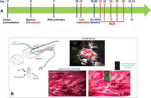 Figure 1 Methodological aspects of study. (A) Graphical timeline of experimental procedures; (B) generalized in vivo electrophysiology experimental set up.