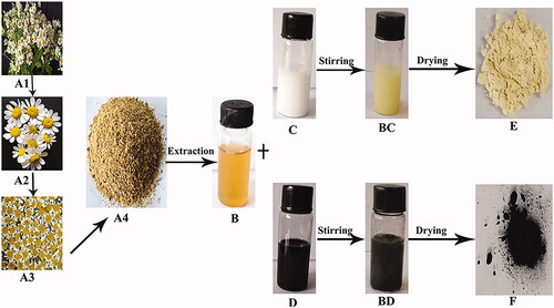 Figure 1. Schematic presentation of MgO and MnO2 nanoparticles synthesis: (A1) Chamomile plant (Matricaria chamomilla L.), (A2) Fresh flowers of chamomile (Matricaria chamomilla L.), (A3) Dried flowers of chamomile (Matricaria chamomilla L.), (A4) Ground dried flowers of chamomile (Matricaria chamomilla L.), (B) Filtered aqueous flower extract of chamomile (Matricaria chamomilla L.), (C) MgO solution, (D) MnO2 solution, (BC) Synthesized MgO nanoparticles, (BD) Synthesized MnO2 nanoparticles, (E) Dried MgO nanoparticles, (F) Dried MnO2 nanoparticles.