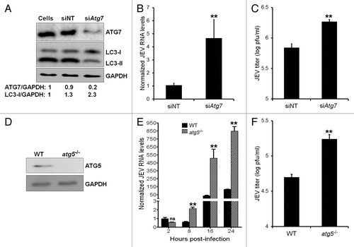 Figure 2. Autophagy restricts JEV replication and influences viral yields. (A) Western blot showing levels of ATG7 and LC3 in control nontargeting (NT) and Atg7 siRNA-transfected Neuro2a cells at 48 h post-transfection. The ratio of ATG7/GAPDH and LC3-I/GAPDH is shown below the blot. (B) Control (NT) /Atg7 siRNA-transfected Neuro2a cells were infected with JEV (MOI 5) and 24 h pi, viral RNA levels were determined by qRT-PCR. (C) JEV titers in culture supernatants of infected control and ATG7-deficient cells. (D) Western blot showing levels of ATG5 in WT and atg5−/− MEFs. (E and F) WT and atg5−/− MEFs were infected with JEV (MOI 1). (E) Viral RNA levels were determined by qRT-PCR at indicated times postinfection. (F) JEV titers in culture supernatants at 24 h pi were determined. The Student t test was used to calculate P values. **P < 0.01.