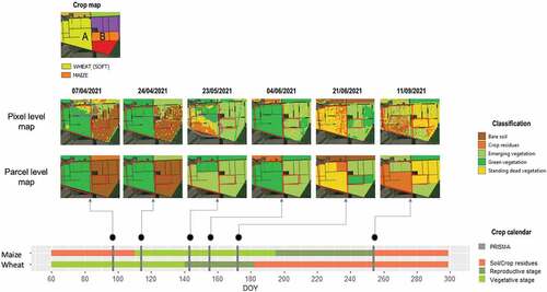 Figure 8. Particular of the crop map (top) and classification results at pixel and parcel level (middle) for the growing season 2021. In particular two plots are highlighted (maize and soft wheat on top map) and the corresponding colored time bars are drawn (bottom). The time bars show the sequence of days of the year (DOY) from the beginning of March (day 60) up to the end of October (day 300), according to the main crop phenology phases derived from crop calendars and sowing and harvesting dates. PRISMA acquisition dates are also marked with vertical lines; dots and connectors are used to point out the corresponding maps.