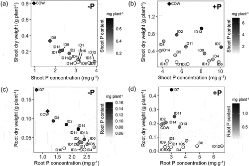 Figure 1. Relationships between P concentration and plant dry weight under -P and +P conditions. (a, b) shoots, (c, d) roots, (a, c) -P conditions, and (b, d) +P conditions. Each point represents the mean of three replications. Gray scales show the P content of each accession. Black and white colors indicate the accessions with higher and lower P contents. The rhombus represents the cultivated cowpea.
