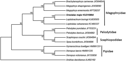 Figure 1. Neighbour-joining (NJ) tree was built on mitogenomic sequences of all 13 combined protein-coding genes. Andrias davidianus was used as outgroup. The NJ tree was reconstructed with the Tamura–Nei model, and the numbers on branches are NJ bootstrap values for 1000 replicates.