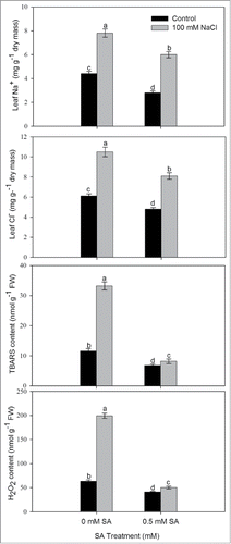 Figure 1. Content of Na+, Cl−, TBARS and H2O2 in leaves of mustard (Brassica juncea L.) cv. Pusa Jai Kisan grown with 100 mM NaCl and treated with foliar 0.5 mM SA at 30 DAS. Data are presented as treatments mean ± SE (n = 4). Data followed by the same letter are not significantly different by LSD test at P < 0.05. TBARS; thiobarbituric acid reactive substances.