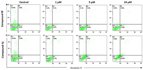 Figure 7. Annexin V FITC/PI apoptosis assay for MCF-7 cells treated separately with compounds (4d and 9f), at different concentrations (1, 5, and 10 μM) for 72 h. X-axis is annexin V and Y-axis is PI for each compound. C1 (upper left): necrotic cells (PI+/annexin V−); C2 (upper right): late apoptotic (PI+/annexin V+); C3 (lower left): live cells (PI−/annexin V−); C4 (lower right): early apoptotic cells (PI−/annexin V+). The data shown are the mean % cell number ± SD (n = 3).