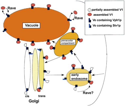 Fig 1.  Assembly and trafficking of the yeast V-ATPase. Possible steps in assembly and transport of Vph1p- and Stv1p-containing V-ATPases are shown. Shading of different organelles indicates extent of acidification; the vacuole is most intensely colored as the most acidic compartment in the yeast cell. The first compartment in the secretory pathway showing evidence of acidification is the Golgi apparatus. Vph1p-containing V-ATPases are known to travel to the vacuole via the prevacuolar compartment and are believed to reach this compartment via the early endosome, which is also likely to be somewhat acidic. Stv1p-containing V-ATPases appear to cycle between the prevacuolar compartment and the vacuole, and may also travel through the early endosome. The RAVE complex assists in reassembly of the V1 and V0 complexes at the vacuole, and possibly in assembly at the early endosome. Modified fromCitation9.