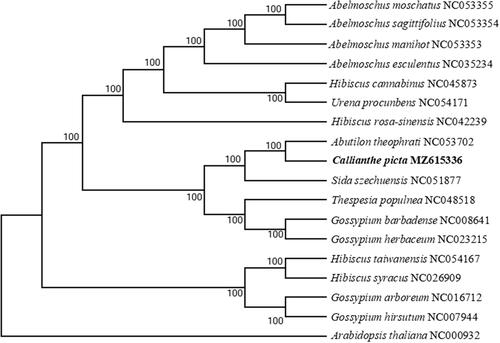 Figure 1. Phylogenetic tree based on seventeen complete chloroplast genome sequences. The bootstrap value based on 1000 replicates is shown on each node.