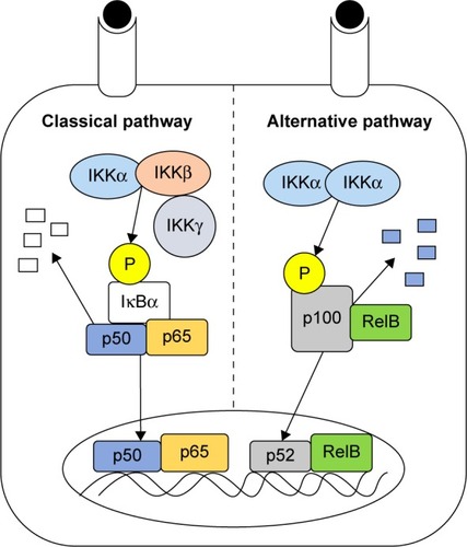 Figure 1 Overview of the two arms of the NF-κB pathway.Notes: The classical pathway is broadly activated by immunostimulatory molecules: TNF-α, LPS, IL-1, IFNγ, and others. Activation of the classical pathway causes the IKK complex (IKKα, IKKβ, and IKKγ) to phosphorylate the inhibitor of the classical pathway (IκBα), resulting in its degradation by proteasomes. The transcriptionally active classical NF-κB heterodimer (p50:p65) is then free to enter the nucleus and affect DNA transcription.Citation3 The alternative NF-κB pathway is activated by a narrower set of ligands, most of which are tumor necrosis factor family proteins: TNF-α, CD40 ligand, RANK ligand, and more. Activation of the alternative pathway causes an IKKα:IKKα homodimer to phosphorylate p100, which is bound to RelB. A portion of p100 acts as the inhibitor of the alternative pathway; its structure and function are analogous to IκBα in the classical pathway. After phosphorylation, a portion of p100 is degraded in proteasomes, resulting in p100 digestion to the transcriptionally active form, p52. p52:RelB heterodimers are then free to enter the nucleus and affect DNA transcription.Citation20Abbreviations: NF-κB, nuclear factor-kappaB; TNF-α, tumor necrosis factor-α; LPS, lipopolysaccharide; IL-1, interleukin-1; INFγ, interferon γ; RANK, receptor activator of nuclear factor kappaB.