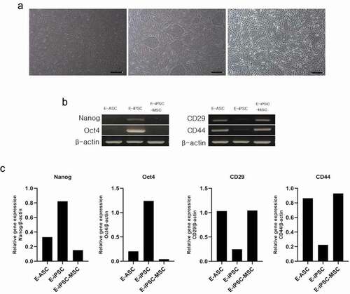 Figure 2. mRNA expression of iPSC and MSC markers.