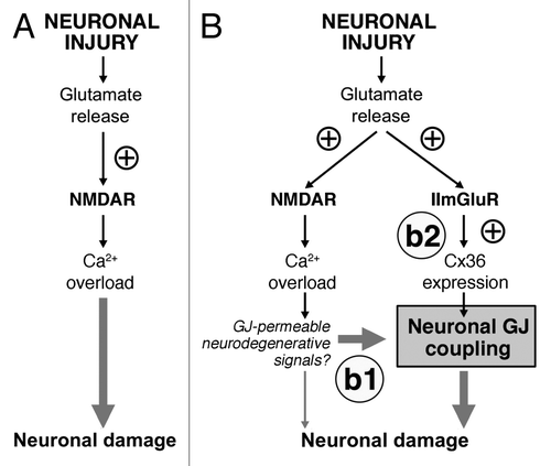 Figure 1. Glutamate-dependent excitotoxicity during neuronal injuries. (A) Traditional model of the mechanisms for glutamate-dependent excitotoxicity. (B) Novel model of the mechanisms of glutamate-dependent excitotoxicity. b1: Existing neuronal gap junctions (GJ) contribute substantially to neuronal death caused by overactivation of NMDARs. b2: New neuronal gap junctions are induced by activation of group II mGluRs (IImGluRs) and also contribute to glutamate-dependent neuronal death. ⊕, this sign indicates the increase in the receptor activity or expression of Cx36. See text for details. Figure reprinted with permission: Wang Y, Song J-H, Denisova JV, Park W-M, Fontes JD, Belousov AB. Neuronal gap junction coupling is regulated by glutamate and plays critical role in cell death during neuronal injury. J Neurosci 2012; 32:713-25; PMID:22238107; 10.1523/jeurosci.3872-11.2012.