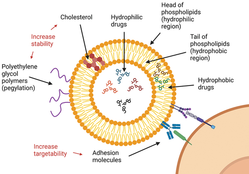 Figure 1. Overview of the principal components of liposomes.