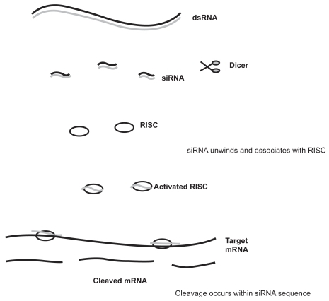 Figure 1 Mechanism of RNA interference. dsRNA are processed by Dicer to produce siRNA of 21–23 nucleotides in length. The dsRNA unwinds, allowing one strand to bind to the RNA-induced silencing complex (RISC). Binding of the antisense RNA strand activates the RISC to cleave mRNAs containing a homologous sequence.