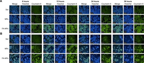 Figure 6 Cellular uptake of NPs at different time intervals.Notes: (A) MCF7 cells; (B) MDA-MB-231 cells.Abbreviations: Sol, free Cur-Sal B solution; NPs, nanoparticles; FA, folic acid; Cur, Curcumin; Sal B, Salvianolic acid B.