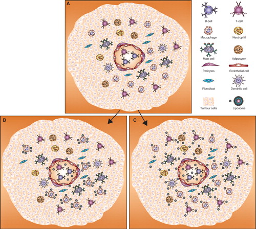 Figure 2. (A) Illustration of tumour tissue with different kinds of stromal cells. In the middle a blood vessel is drawn to show that tumours tissue also contains blood vessels, which are more permeable than normal blood vessels. (B) Passive targeting: Liposomes passively targeted generally accumulate in tumour tissue because of the enhanced permeability and retention effect and are taken up by cells with phagocytic properties (macrophages). (C) Active targeting: Targeting of liposomes to specific cell types by using a cancer-associated stromal cell specific targeting ligand can influence the distribution pattern of the liposomes inside the tumour tissue. The distribution of the liposomes depends on the specificity of the targeting ligand to the target, here the possible distribution is shown when more than one cell type is targeted simultaneously.