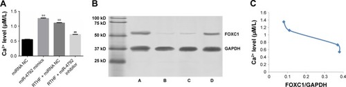 Figure 4 Effect of RTHF on miR-4792-mediated Ca2+ concentration and expression of FOXC1.Notes: (A) Changes in Ca2+ concentration in A549 cells in the different treatment groups. (B) Expression of FOXC1 in four different A549 cell groups. **P<0.01 vs miRNA NC group; ##P<0.01 vs RTHF + miRNA NC group. (C) The relation between Ca2+ concentration and expression of FOXC1.Abbreviations: NC, negative control; RTHF, Radix Tetrastigma hemsleyani flavone.