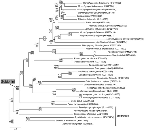 Figure 1. Topology of Bayesian tree for 29 fish species in the tribe Gobionini and 6 outgroup species based on mitogenome sequences. Bayesian posterior probabilities are shown above branches for Bayesian analyses and bootstrap confidences (1000 replicates) are shown below branches for maximum likelihood analyses. GenBank accession numbers are given in parentheses.