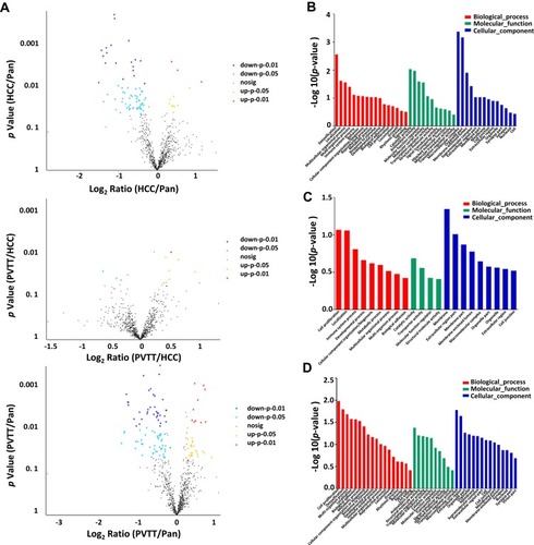 Figure 3 The alteration analysis and the involved biological process analysis associated with the dysregulated phosphorylation. (A) Volcano plot represented the phosphoprotein abundance changes in the HCC/Pan group, PVTT/HCC group and PVTT/Pan group, respectively. (B–D) The main biological processes associated with the dysregulated phosphorylation in the HCC/Pan group, PVTT/HCC group and PVTT/Pan group, respectively.