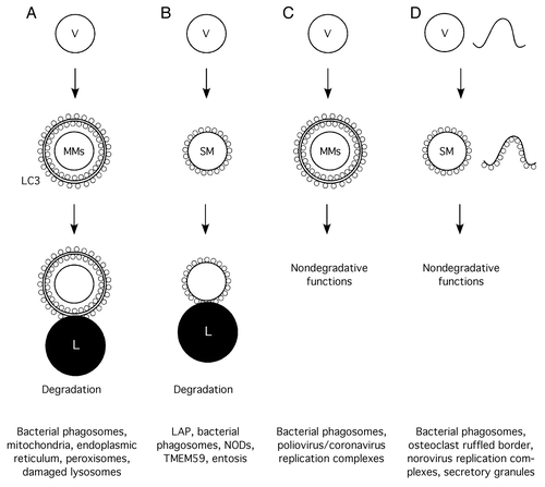 Figure 2. Scheme of the different modalities of autophagy involving membrane compartments and their functional consequences (bottom). (A) Regular, single-membrane vesicles are targeted by conventional autophagy to produce multimembrane vacuoles that fuse with lysosomes for degradation of their contents. (B) Regular, single-membrane vesicles become directly labeled with LC3-II and eventually fuse with lysosomes for degradation. (C) Regular, single-membrane vesicles are targeted by conventional autophagy producing multimembrane vacuoles with nondegradative functions. (D) Regular, single-membrane vesicles or other membranous structures become directly labeled with LC3-II for a variety of nondegradative functions. (V, vesicle; MMs, multiple membranes; SM, single membrane; L, lysosome).