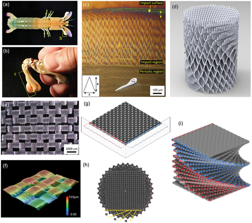 Figure 1. Morphological features of the stomatopod dactyl club and bio-inspired woven. (a) A generalized stomatopod body. (b) A magnified view of the club’s external morphology. (c) Optical microscopy of the impact surface, bulk impact region, and periodic region [Citation23]. (d) Schematics of the sinusoidally architected helicoidal structure of the impact region. (e) Surface morphology and (f) Three-dimensional contour measurement diagram of the dry plain-woven carbon fiber fabric. (g~i) Schematic of the plain-woven laminates with helicoidal configuration.