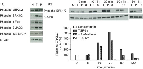 Figure 3. (A) Effect of pirfenidone on TGF-β1-induced phosphorylation of signal kinase in NRK52E cells. Cells were treated with TGF-β1 (3 ng/mL) for 1 h with or without pirfenidone. (B) Time-course effect of pirfenidone and U0126 on TGF-β1-induced phosphorylation of ERK1/2 in NRK52E cells. Cells were treated with TGF-β1 (3 ng/mL) for various durations (5–120 min) with or without pirfenidone (0.5 mmol/L) or U0126 (1 μmol/L). Western blot images were quantified densitometrically. N, nontreatment; T, TGF-β1; P, TGF-β1 + pirfenidone; U, TGF-β1 + U0126.