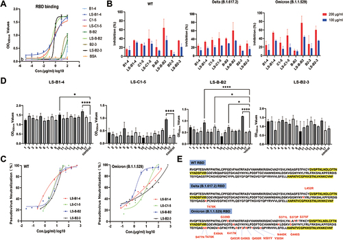 Figure 4 Comparison of the affinity and neutralizing activity of multivalent nanobodies. (A) Measurement of the binding ability of monovalent and recombinant multivalent nanobodies using indirect ELISA. (B) RBD-ACE2 blocking activities of monomer nanobodies and their multivalent pattern characterized using sVNTs. (C) Measurement of the neutralization potency of multivalent nanobodies using pseudovirus neutralization assays. (D) The epitopes recognized by multivalent nanobodies, groups that are statistically different from the control group are marked with * (E) Sequence comparison of SARS-CoV-2 variants RBD. The peptides 5 and 16 were highlighted in yellow.