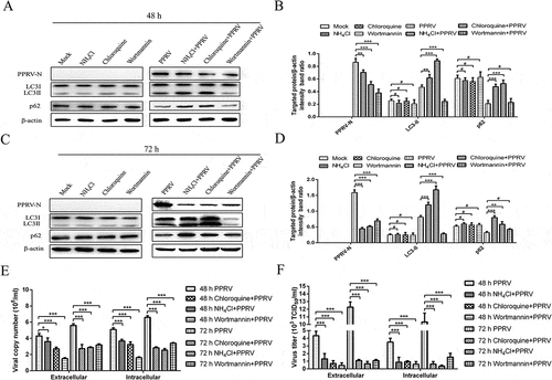 Figure 6. Inhibition of autophagy reduces PPRV replication. (a and c) EECs were pre-treated with NH4Cl, chloroquine and wortmannin for 6 h and then infected with PPRV (MOI = 1) for 48 and 72 h. The cell samples were then analysed by immunoblotting with anti-PPRV-N, anti-LC3, anti-p62, and anti-β-actin (loading control) antibodies. (b and d) At 48 and 72 hpi, the relative quantification of the target protein levels compared to the β-actin protein levels was determined by densitometry in control and NH4Cl-, chloroquine- and wortmannin-pre-treated cells. (e) EECs were pre-treated and infected as described in (A and C). At 48 and 72 hpi, both the extracellular and intracellular copy numbers of PPRV were detected by qRT-PCR. (f) EECs were pre-treated and infected as described in (A and C). At 48 and 72 hpi, both the extracellular and intracellular virus titres were measured by using the TCID50 method. The data represent the mean ± SD of three independent experiments. Two-way ANOVA; *P < 0.05; **P < 0.01; ***P < 0.001; #P > 0.05.