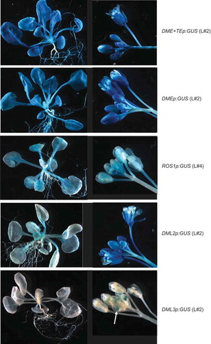 Figure 2. Representative expression patterns of the promoter:GUS fusion transgenes in Arabidopsis Col-0 ecotype. Arrow indicates DML3p:GUS expression in anthers of young flowers.