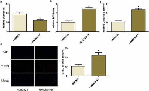 Figure 5. DHCR24 inhibited H2O2-induced oxidative stress and apoptosis of A549 cells via activating the PI3K/AKT signaling pathway. (a) The levels of SOD in A549 cells were detected by SOD activity assay (‘*’ p < 0.05 vs. +DHCR24, n = 3). (b) The contents of ROS in A549 cells were detected by DHR-ROS test kit (‘*’ p < 0.05 vs. +DHCR24, n = 3). (c) The Caspase-3 activity of A549 cells was detected (‘*’ p < 0.05 vs. +DHCR24, n = 3). (d) Results of TUNEL staining of A549 cells (200×) (‘*’ p < 0.05 vs. +DHCR24, n = 3)