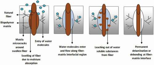 Figure 3. Effect of moisture absorption on biopolymer composites