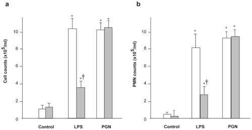 Figure 2 Cellularity of bronchoalveolar lavage (BAL) fluid. The total cell (a) and neutrophil (b) counts in BAL fluid after LPS challenge were significantly decreased in C3H/HeJ mice, compared with C3H/HeN mice (p < 0.01). PGN challenge also induced significant increases in the counts of both total cells and neutrophils, which did not differ between the two strains examined.Notes: Open columns, C3H/HeN mice; Gray columns, C3H/HeJ mice; Data are presented as the mean ± SEM (n = 6); *p < 0.05 versus control; †p < 0.05 versus C3H/HeN mice.Abbreviations: LPS, lipopolysaccharide; PGN, peptidoglycan; SEM, standard error of mean.