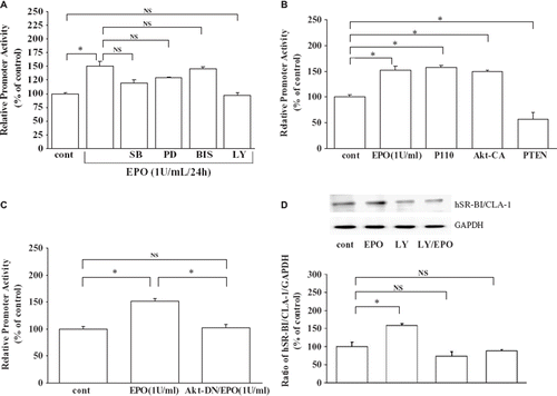 Figure 2. A: Effect of EPO on hSR-BI/CLA-1 promoter activity. Effect of inhibitors of various signaling pathways on EPO-induced up-regulation of hSR-BI/CLA-1 transcriptional activity in HEL cells. The effects of a p38 mitogen-activated protein kinase SB203580 (SB), a MAPK/ERK kinase 1 (MEK1) inhibitor PD98059 (PD), a protein kinase C (PKC) inhibitor bisindolylmaleimide I (BIS), a PI3K inhibitor LY294002 (LY), or no treatment (cont) on EPO (1 U/mL)-stimulated hSR-BI/CLA-1 transcriptional activity in HEL cells are shown. Each data point shows the mean ± SEM of three separate transfections that were performed on separate days. The asterisk denotes a significant difference (P < 0.05) (NS = no significant difference). B: Role of the PI3K/Akt signal transduction pathway on hSR-BI/CLA-1 promoter activation by EPO. Effects of PI3K components on hSR-BI/CLA-1 promoter activity. HEL cells were transfected with CLA-1 promoter inserted into the luciferase reporter gene (pCLA-LUC) and empty vector (cont), empty vector plus EPO treatment (EPO), P110 expression vector (P110), Akt-constitutive active form expression vector (Akt-CA), or PTEN expression vector (PTEN) for 24 hbefore cell harvest. The results were expressed as relative luciferase activity compared to that in control cells that was arbitrarily set at 100. Each data point shows the mean ± SEM of four separate transfections that were performed on separate days. The asterisk denotes a significant difference (P < 0.05). C: Effect of EPO on hSR-BI/CLA-1 promoter activity was blocked in cells expressing a dominant negative form of Akt (Akt-DN). HEL cells were transfected with pCLA-LUC and empty vector (control), empty vector plus EPO treatment (EPO), or a dominant negative Akt (Akt-DN) plus EPO treatment. The results were expressed as relative luciferase activity compared to that in control cells that was arbitrarily set at 100. Each data point shows the mean ± SEM of four separate transfections that were performed on separate days. The asterisk denotes a significant difference (P < 0.05) (NS = no significant difference). D: Effect of EPO on hSR-BI/CLA-1 protein expression in HEL cells and PI3K inhibitor (LY294002) blocked the actions of EPO. HEL cells were exposed to 1 U/mL EPO and LY294002 for 24 h The hSR-BI/CLA-1 protein was detected using Western blot analysis probed with an anti-hSR-BI/CLA-1 antibody, respectively. The ratio of hSR-BI/CLA-1/GAPDH was shown as per cent of control in the figure. Each data point shows the mean and SEM (n = 3) of separate experiments. Abundance of GAPDH served as a control and is shown at the bottom of each lane. The asterisk denotes a significant difference with that in the control HEL cells (cont) (P < 0.05) (NS = no significant difference; Cont = control; EPO = 1 U/mL EPO; LY = LY294002-treated; LY/EPO = EPO and LY294002-treated).