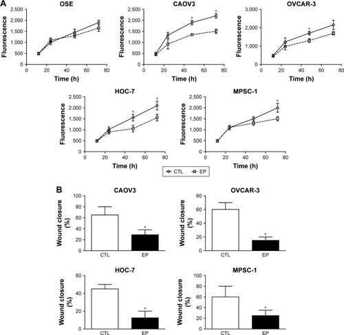 Figure 2 EP inhibits cell viability and mobility of ovarian cancer cells.