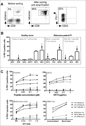 Figure 1. PD-1 expression on melanoma-specific T cells clones. (A). Example of specificity and PD-1 expression on Melan-A-specific T cells. 107 PBMC from a melanoma patient were stimulated in 96-well plates (2 × 105 cells/well) during 14 d with 1 μM of Melan-AA27Lpeptide. Melan-A-specific T cells (left panel) were sorted with Chim-AvT dynabeads coated with HLA-A2-peptide monomers and amplified on allogeneic irradiated feeders cells. After 16 d, the specificity (middle panel) and PD-1 expression (right panel) on resting T cells was assessed by a quadruple labeling using tetramer, anti-CD8, anti-CD25 and anti-PD-1 antibodies. (B). Stability of PD-1 expression profile on resting antigen-specific T cell clones. Melan-A and MELOE-1-specific T cell clones were derived from sorted T cell populations by limiting dilution. PD-1 expression on resting T cell clones was assessed by double labeling with anti-PD-1 and anti-CD25 antibodies (n = 7). Arrows indicate the T cell clones selected for further characterization. (C). PD-1 expression on specific T cell clones after activation. Specific T cell clones were activated either with a range of Melan-AA27L or MELOE-136-44-specific peptides, immobilized anti-CD3 Ab (OKT3), HLA-A2 melanoma cell lines or PMA-CaI, for 6 h at 37°C. Activation and PD-1 expression were assessed by anti-CD25 and anti-PD-1 double labeling (n = 3).