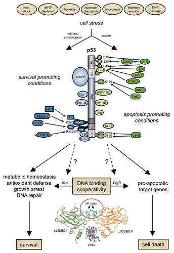 Figure 1 DNA binding cooperativity—a new variable in the p53-based cell fate decision. Posttranslational modifications of p53: P, phosphorylation; Ac, acetylation; me, methylation; Ubi, ubiquitylation; Nedd, neddylation.