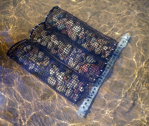 Figure 1. Photo showing a block of the three cage treatments on the streambed of Lowes Creek. Gravel substrates look clean and lack sediment build-up because the photo was taken immediately after the block was installed.