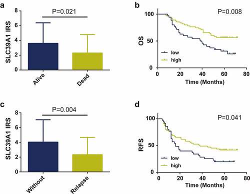 Figure 3. Prognostic value of SLC39A1 expression in EHCC patients. (a) Expression of SLC39A1 in alive and dead EHCC patients. (b) Downregulated SLC39A1 expression was associated with poor OS in EHCC patients. (c) Expression of SLC39A1 in patients with our without relapse. (d) Downregulated SLC39A1 expression was associated with poor RFS in EHCC patients